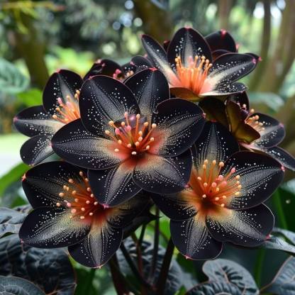 🌟 Midnight Begonia – A Radiant Addition to Your Home! 🌟