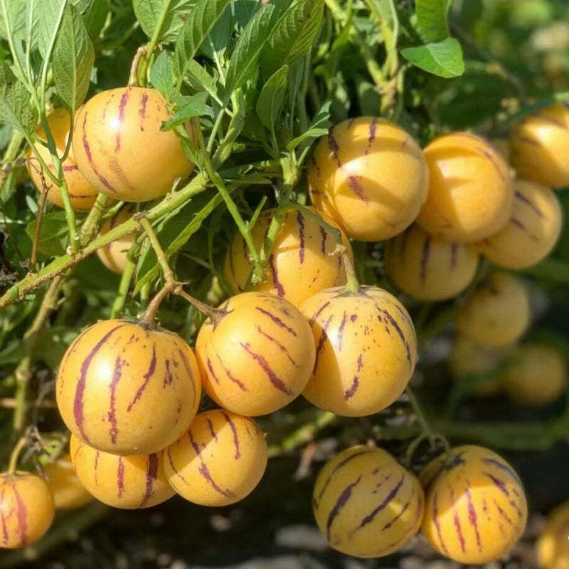 🍈 Екзотичен плод Пепино (Pepino Melon)