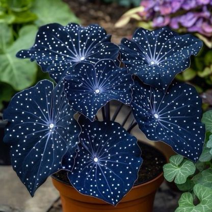 🌟 Midnight Begonia – A Radiant Addition to Your Home! 🌟