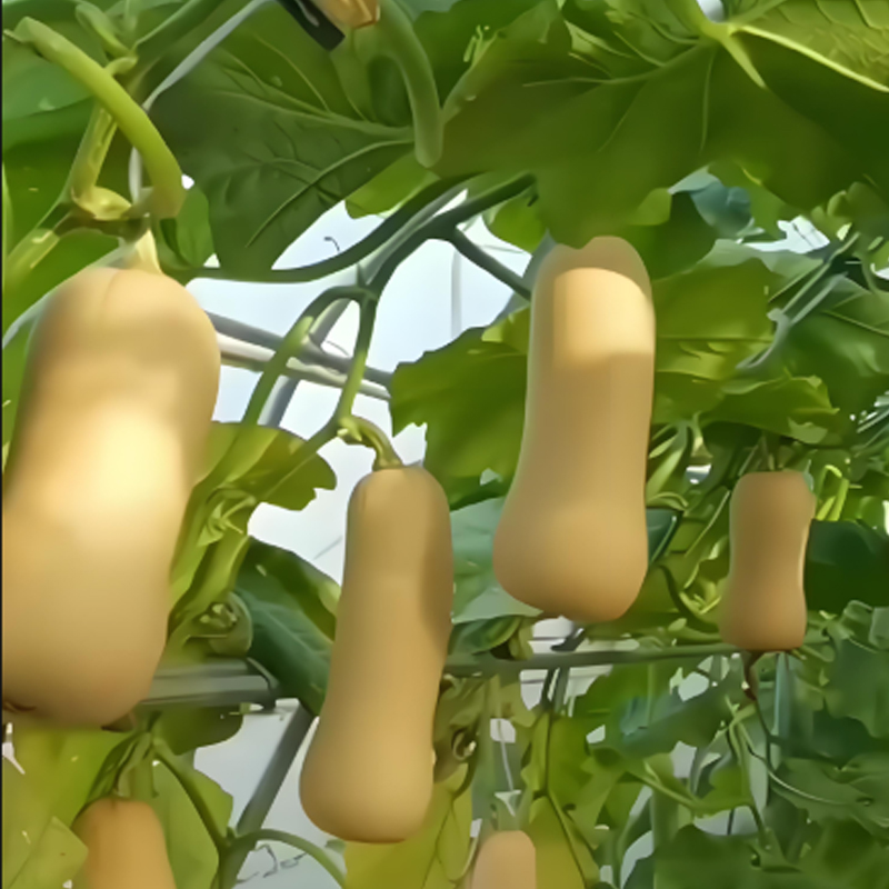 🌱🎃 Тиквени семена „Сладка сметана“ – лесни за отглеждане и изключително вкусни!