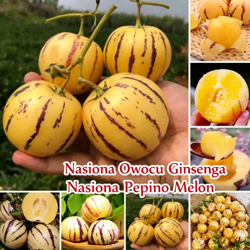 🍈 Egzotyczny owoc Pepino (Pepino Melon) – słodka i aromatyczna pokusa natury ✨
