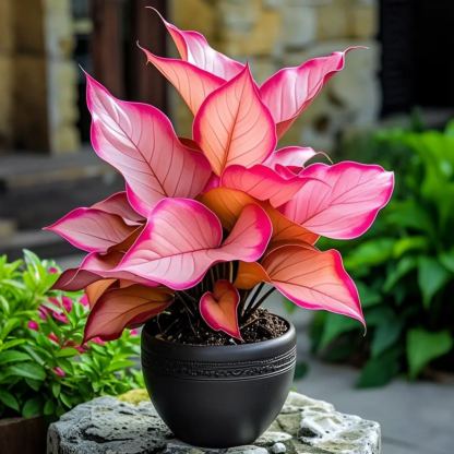 🌿 Nasiona alokazji „Twilight” do uprawy w doniczce – egzotyczna elegancja w Twoim domu ✨