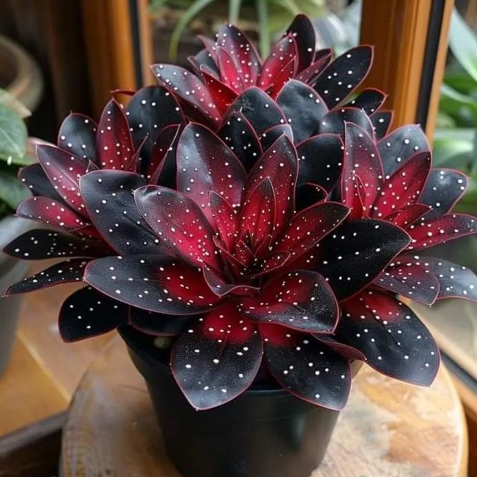 🌟 Midnight Begonia – A Radiant Addition to Your Home! 🌟