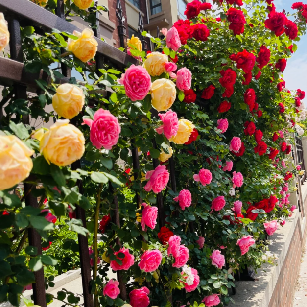 🌹Climbing Rose - Luck Rising