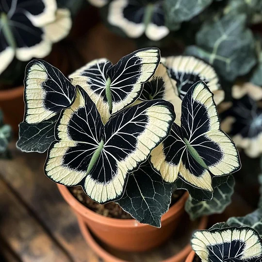 Лунна пеперуда Бегония 🦋Елегантен и очарователен избор за градина