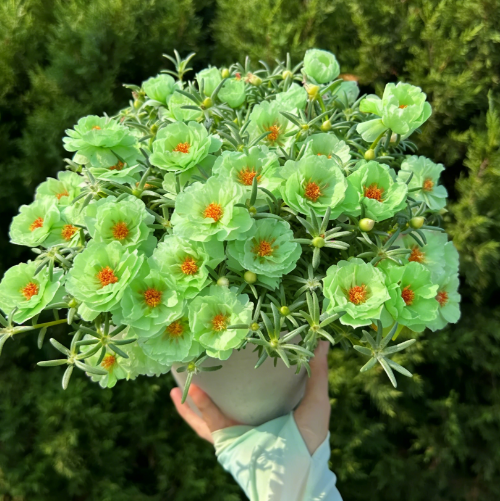 🌟🌸Złota portulaka koronkowa – Które błyszczą złotym blaskiem w słońcu
