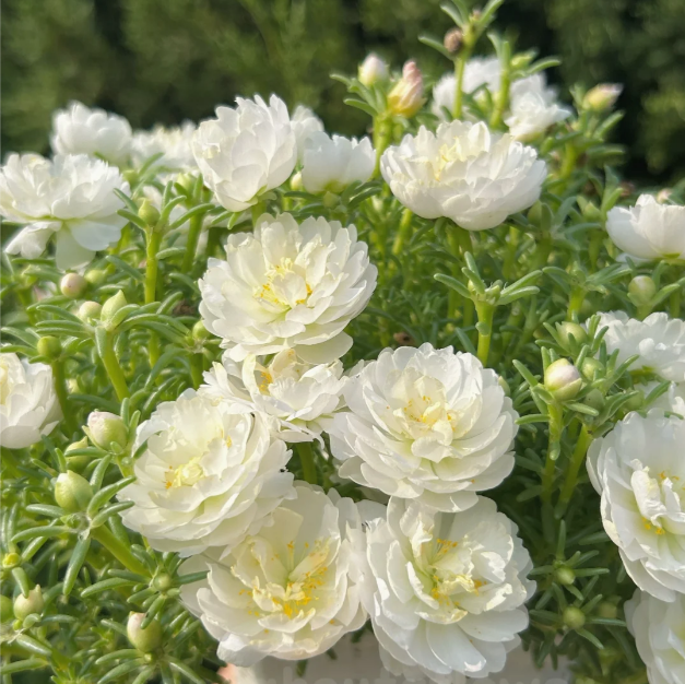 🌟🌸Złota portulaka koronkowa – Które błyszczą złotym blaskiem w słońcu