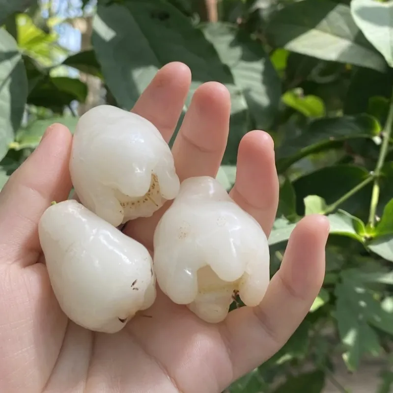 🔥FORRÓ AKCIÓ 50% KEDVEZMÉNY🔥🍹 Édes, ropogós és lédús viaszalma magok 🪴