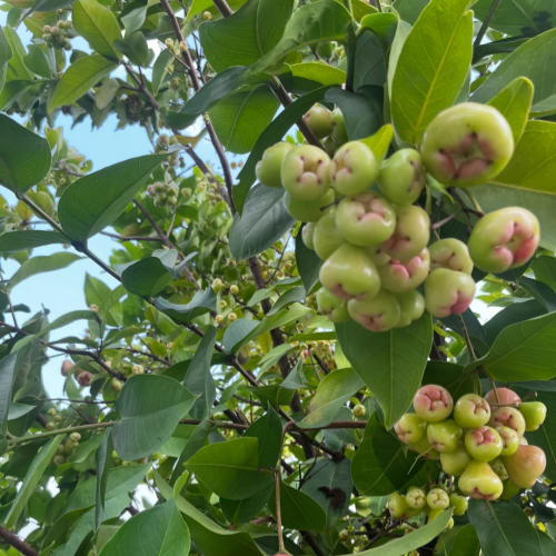 🔥FORRÓ AKCIÓ 50% KEDVEZMÉNY🔥🍹 Édes, ropogós és lédús viaszalma magok 🪴