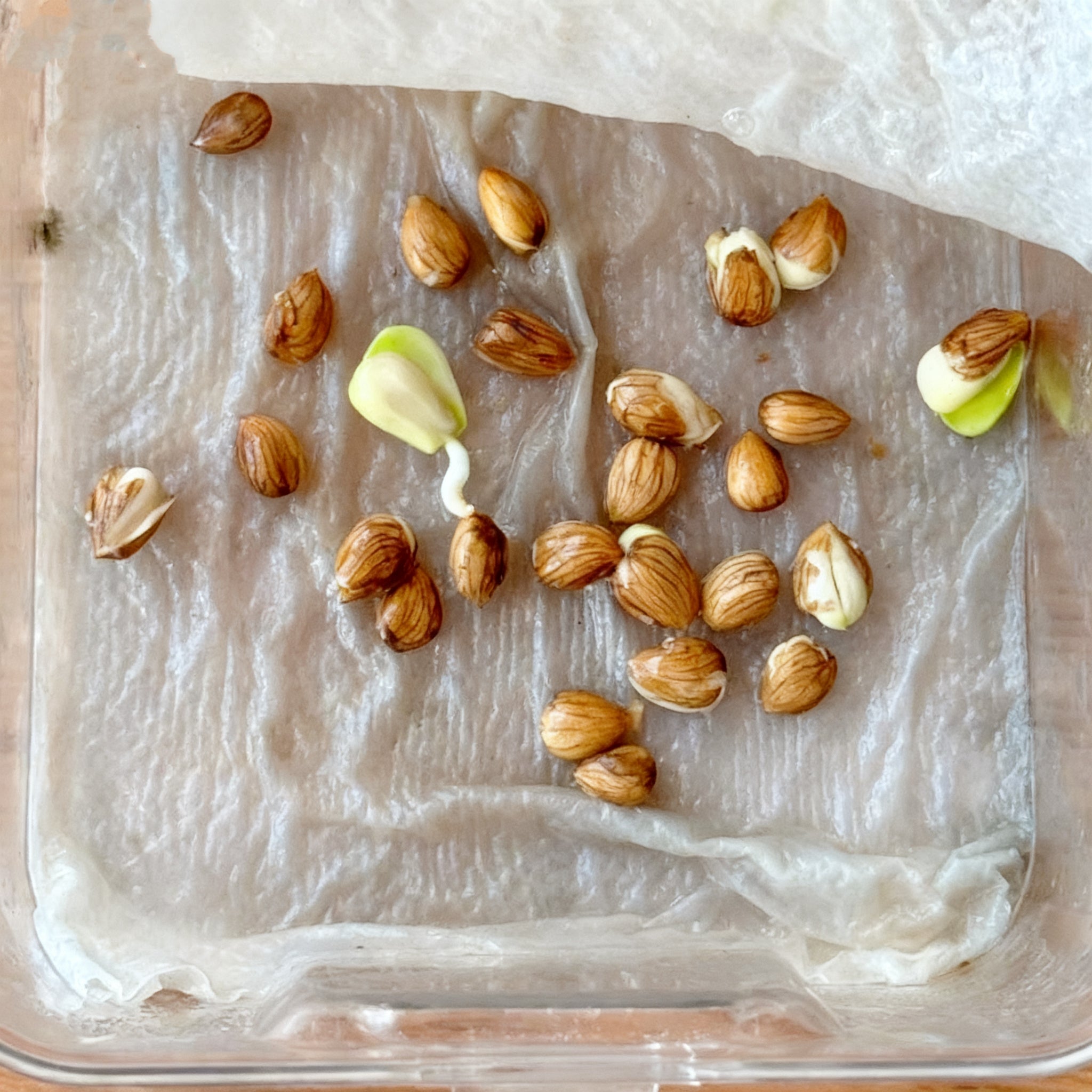 🌟 Óriás édes cseresznyemagok – termesztse hatalmas, lédús cseresznyéket otthon! 🍒✨