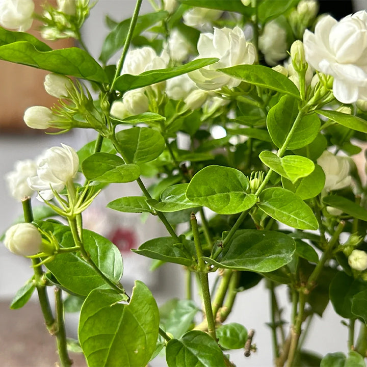 🔥 FORRÓ AKCIÓ 50% KEDVEZMÉNY 🔥🌸 Kettős jázmin magok | Bő termésű, illatos szirmokkal virágzik 🌸