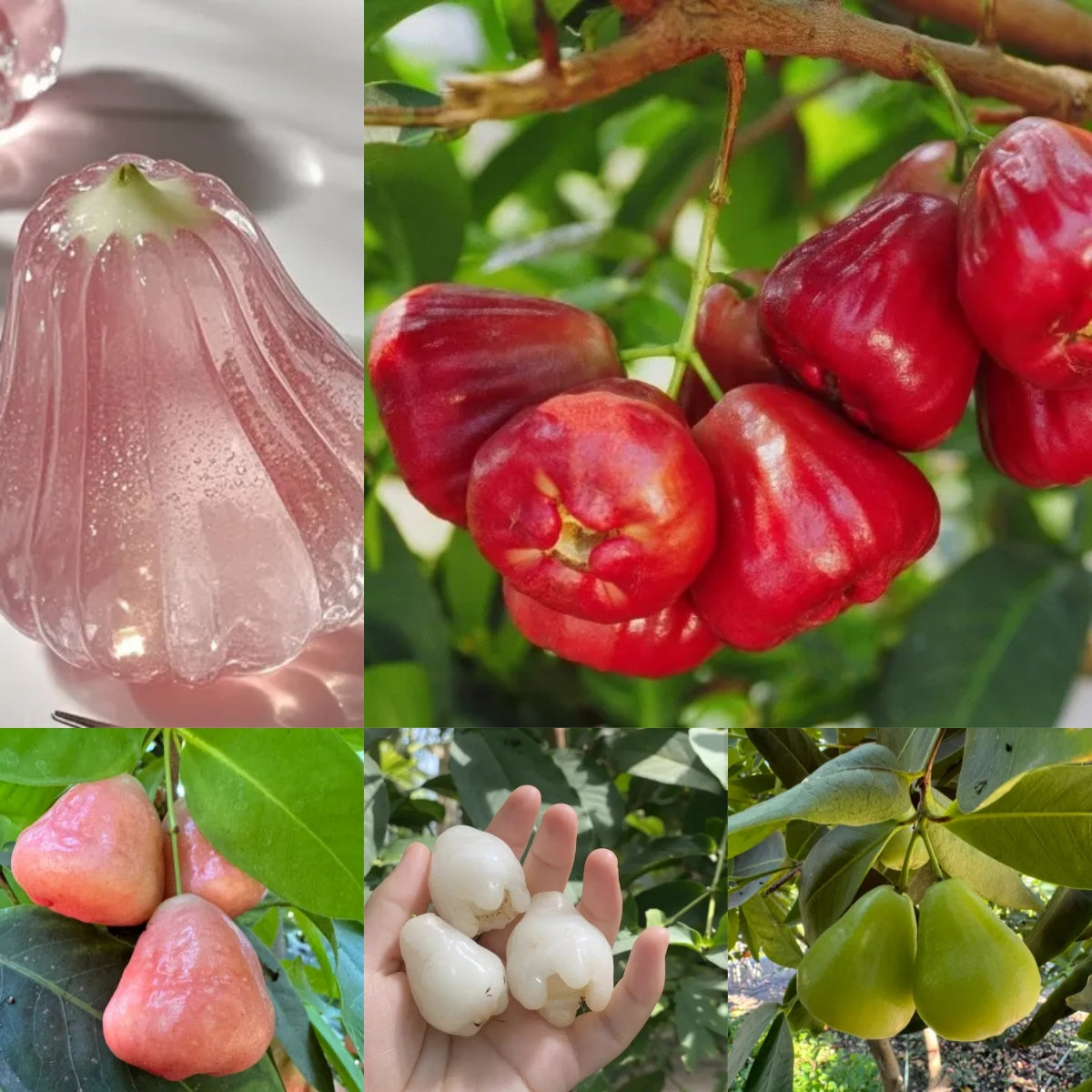 🔥FORRÓ AKCIÓ 50% KEDVEZMÉNY🔥🍹 Édes, ropogós és lédús viaszalma magok 🪴