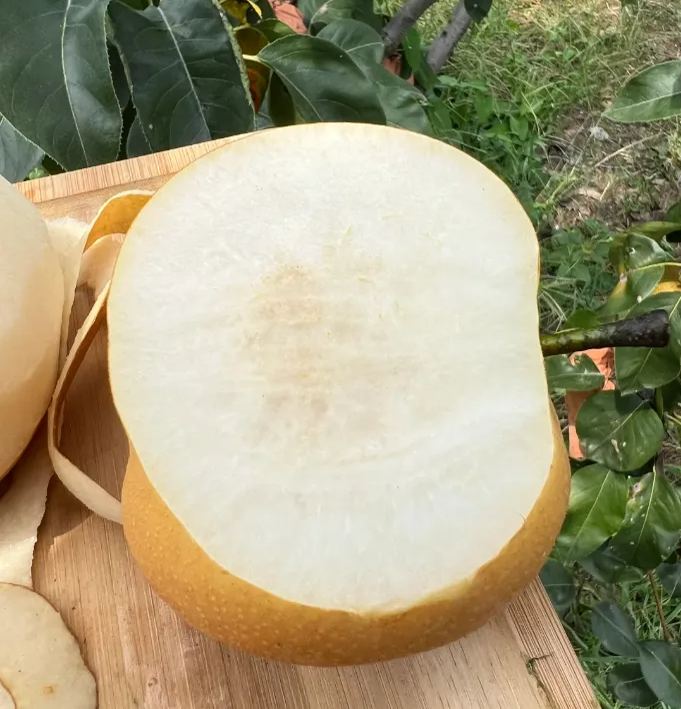 🍂Семки от круша Акизуки - големи, сладки и сочни🍐