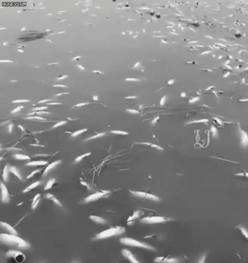 Honeycam 2026-06-03 15-45-41.gif