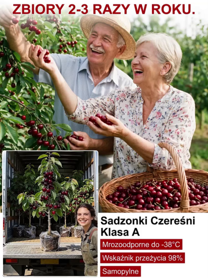 Super słodkie sadzonki wiśni olbrzymiej bezpestkowej
