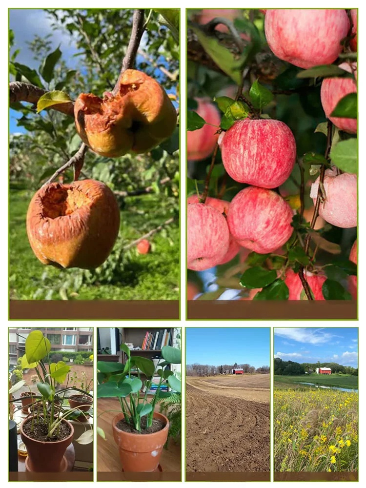 Stymulator wzrostu roślin