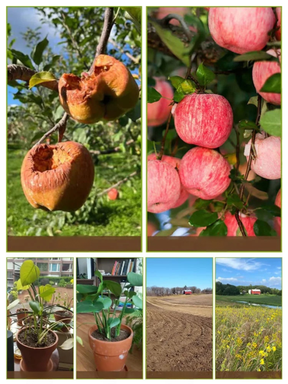 Stymulator wzrostu roślin