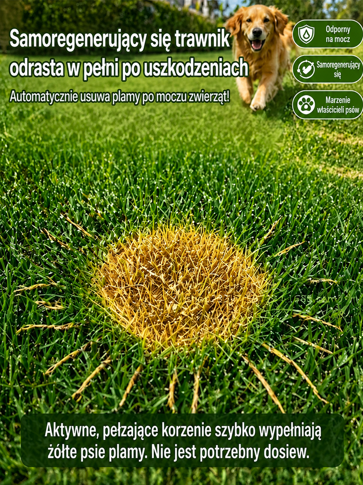 🌿 Wielka Wyprzedaż Sezonowa! Mieszanka Nasion Bermuda Premium — 99% Kiełkowania w 7 Dni, Certyfikat Niemieckiego Laboratorium! Samoregenerujący Trawnik Bez Chwastów i Kosztownych Architektów!