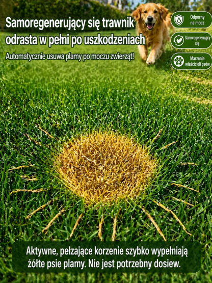🌿 Wielka Wyprzedaż Sezonowa! Mieszanka Nasion Bermuda Premium — 99% Kiełkowania w 7 Dni, Certyfikat Niemieckiego Laboratorium! Samoregenerujący Trawnik Bez Chwastów i Kosztownych Architektów!
