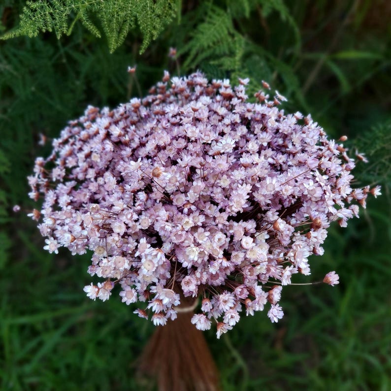 Lavender Dried Flower Star-Shaped Daisies Home Floral Arrangement