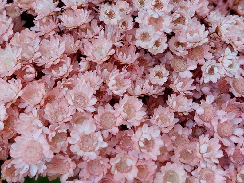 Pink dried star flower arrangement materials