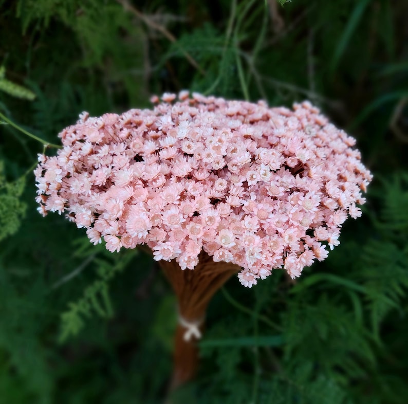 Pink dried star flower arrangement materials