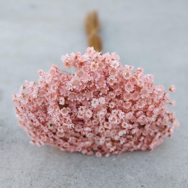 Pink dried star flower arrangement materials