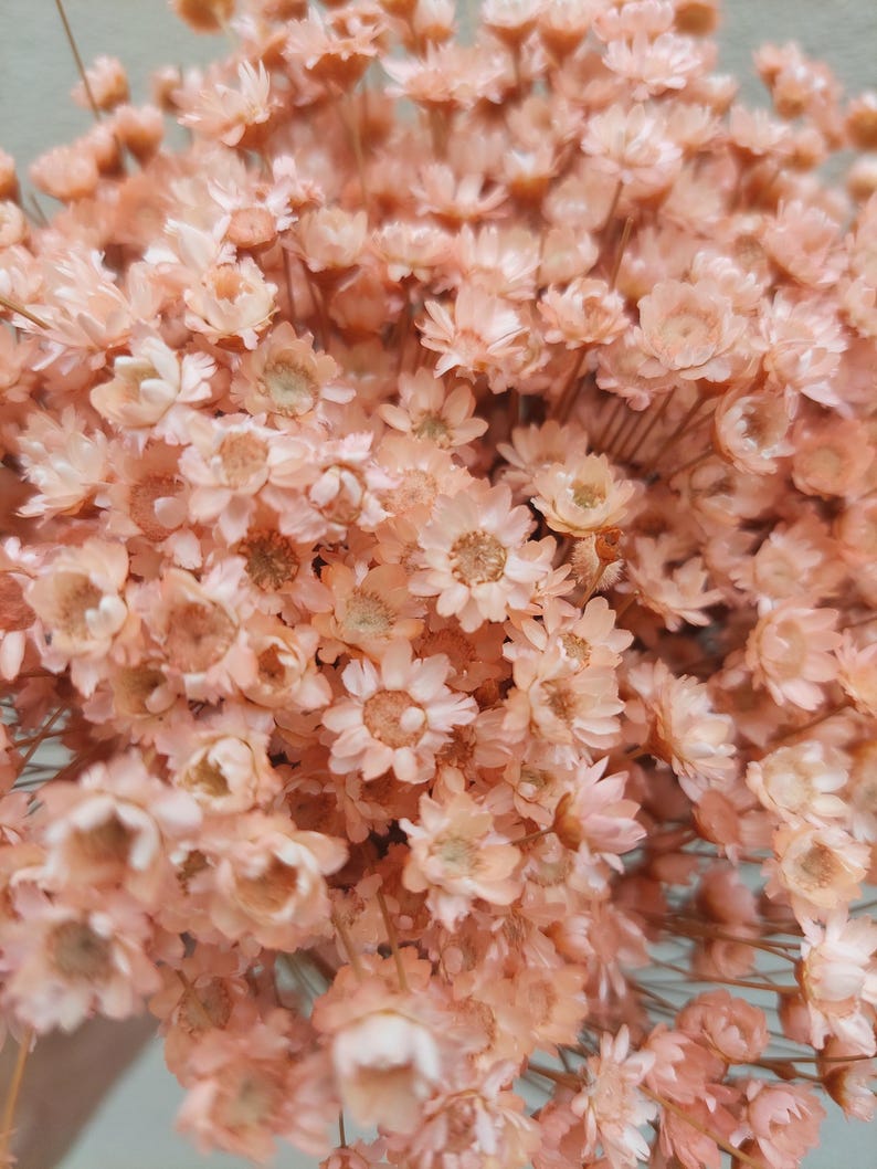 Peach Dried Star Flowers Daisy Floral Arrangement