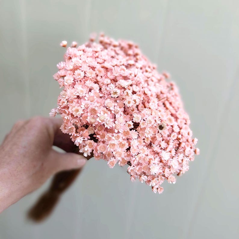 Pink dried star flower arrangement materials