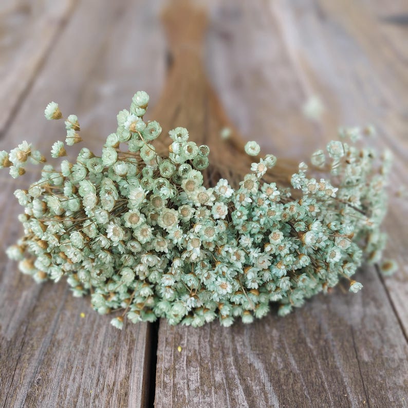 Dried Mint and Green Star Flowers, Small Green Daisy Bouquet Filler