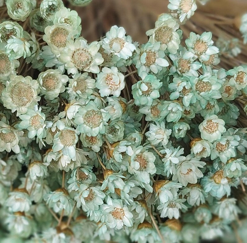 Dried Mint and Green Star Flowers, Small Green Daisy Bouquet Filler