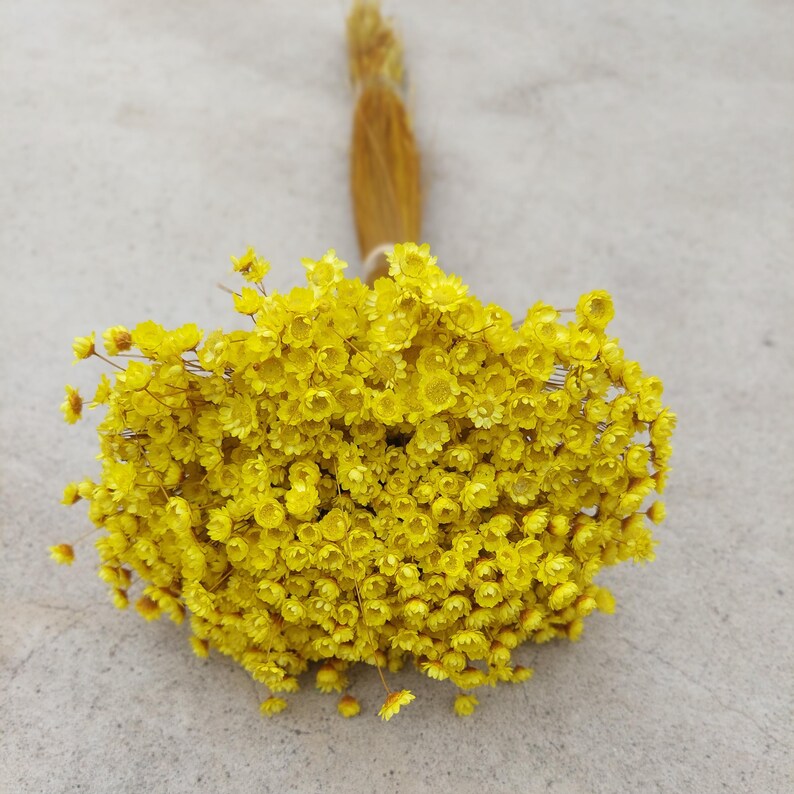 Yellow star-shaped dried flowers, daisy bouquet filler, natural floral supplies
