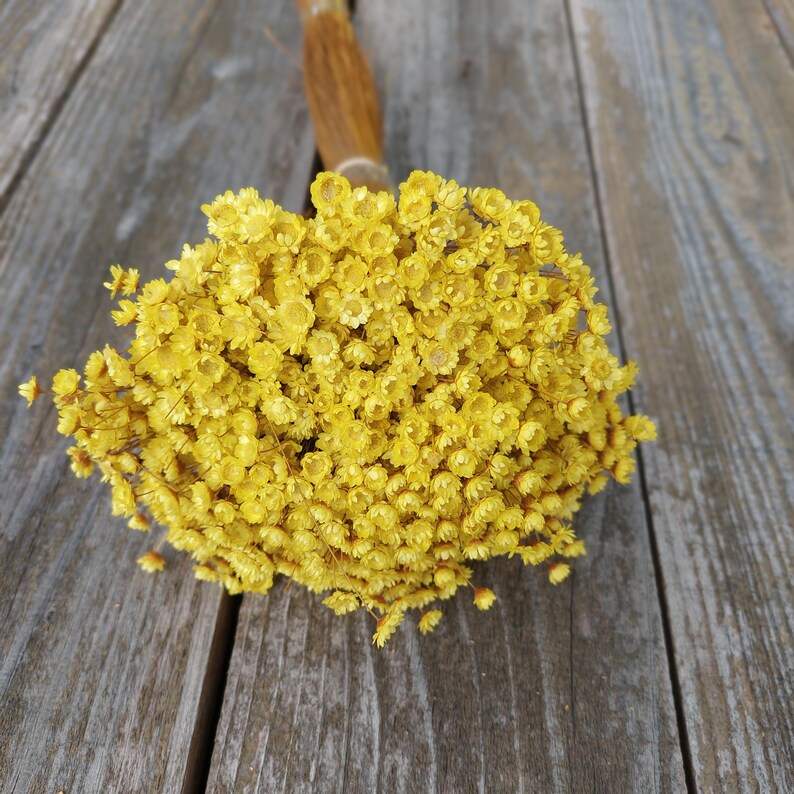 Yellow star-shaped dried flowers, daisy bouquet filler, natural floral supplies