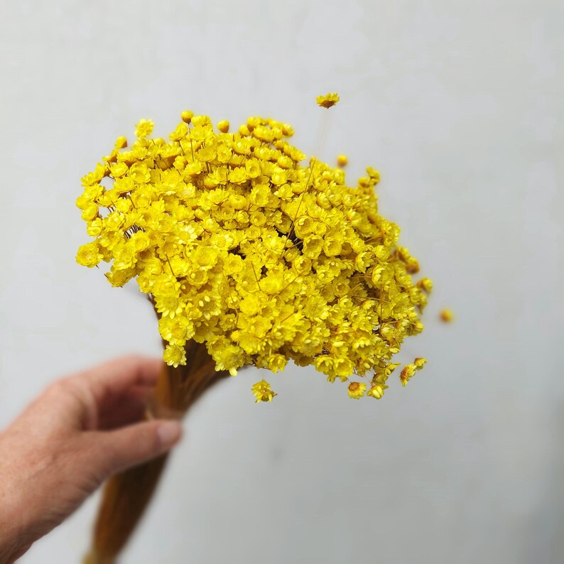 Yellow star-shaped dried flowers, daisy bouquet filler, natural floral supplies
