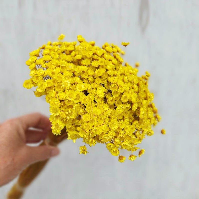 Yellow star-shaped dried flowers, daisy bouquet filler, natural floral supplies