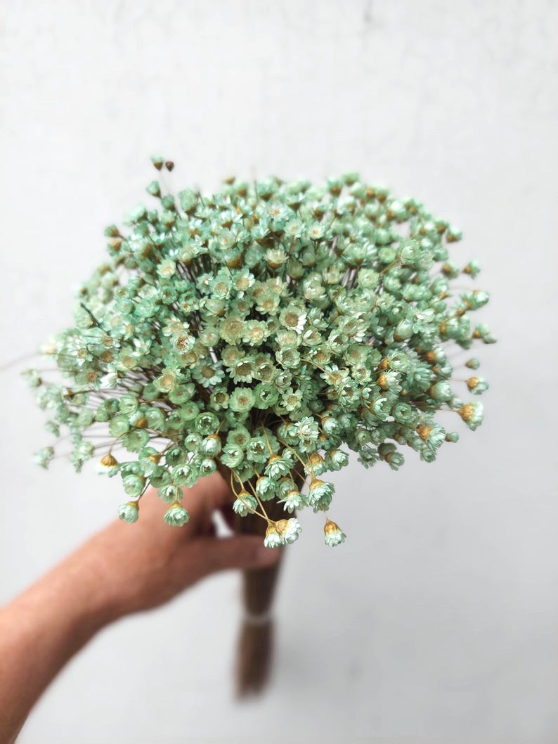 Dried Mint and Green Star Flowers, Small Green Daisy Bouquet Filler