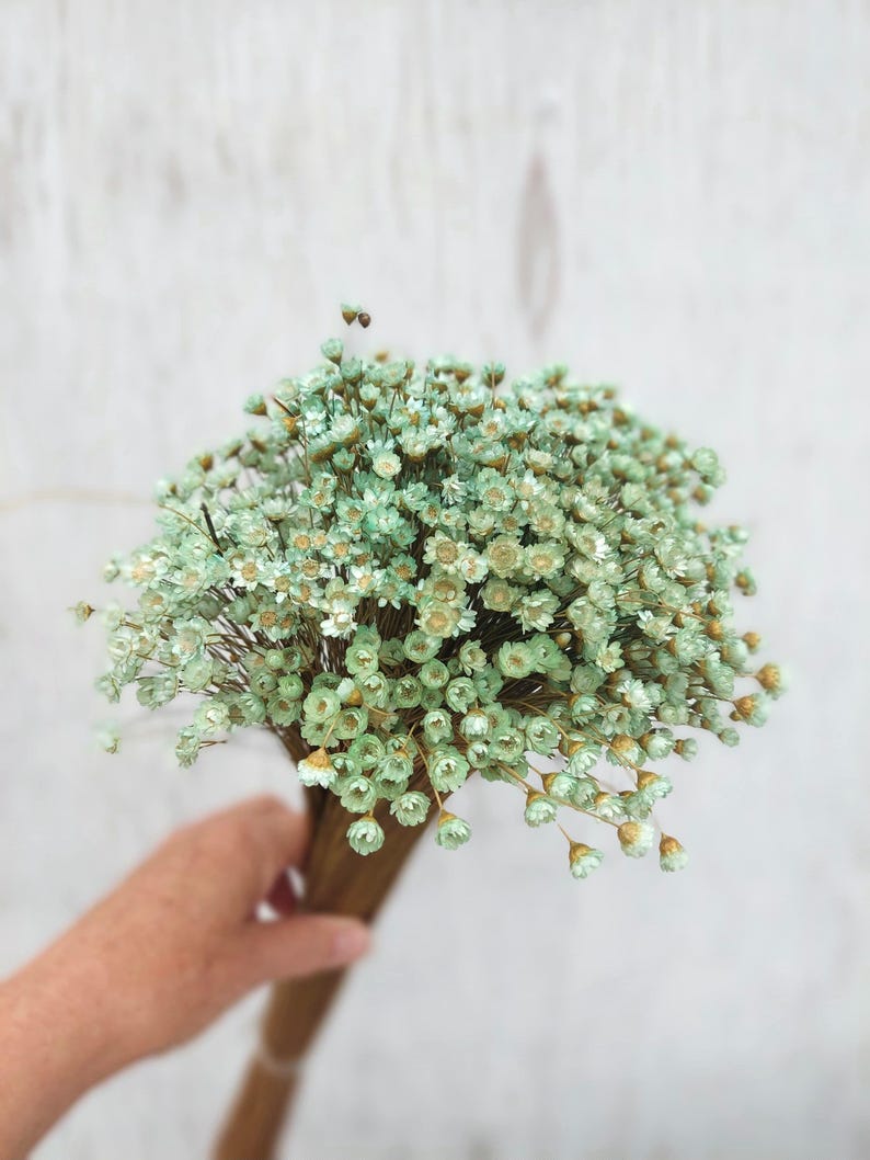 Dried Mint and Green Star Flowers, Small Green Daisy Bouquet Filler