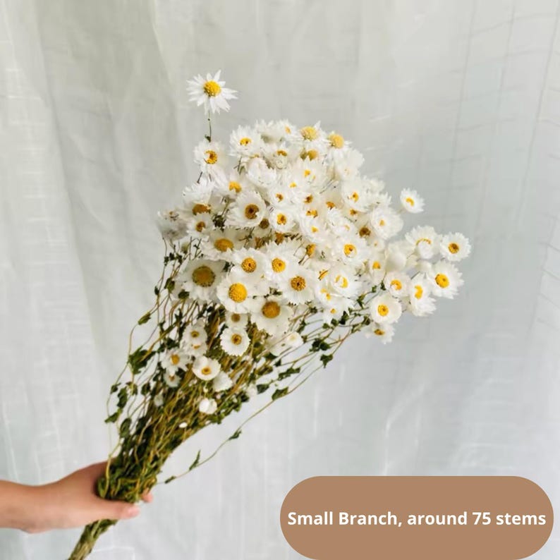 Natural paper daisies, rustic floral decorations