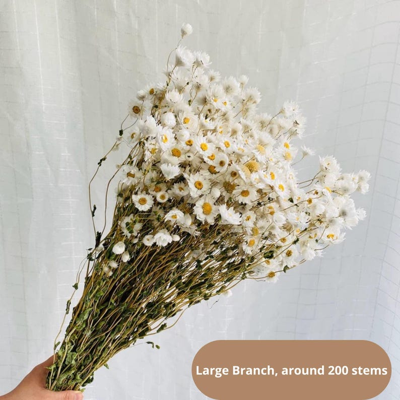 Natural paper daisies, rustic floral decorations