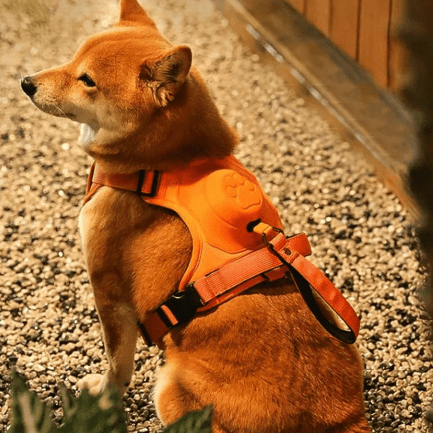 All in one Dog Harness and Leash Set