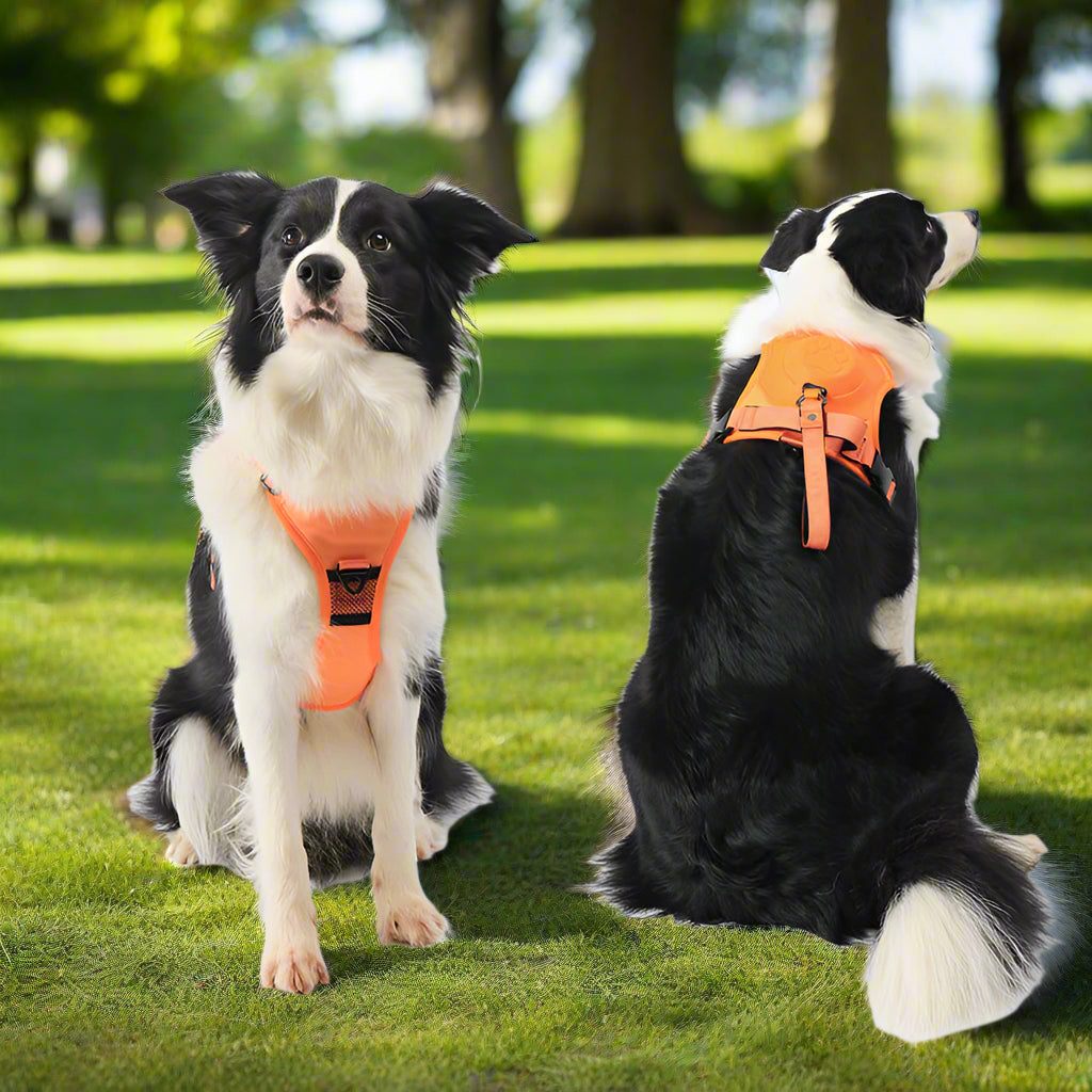 All in one Dog Harness and Leash Set