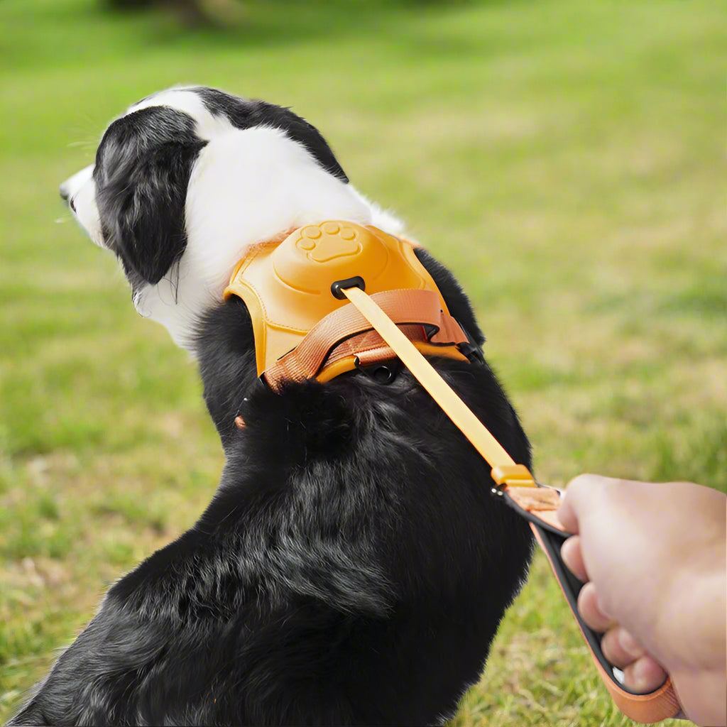 All in one Dog Harness and Leash Set