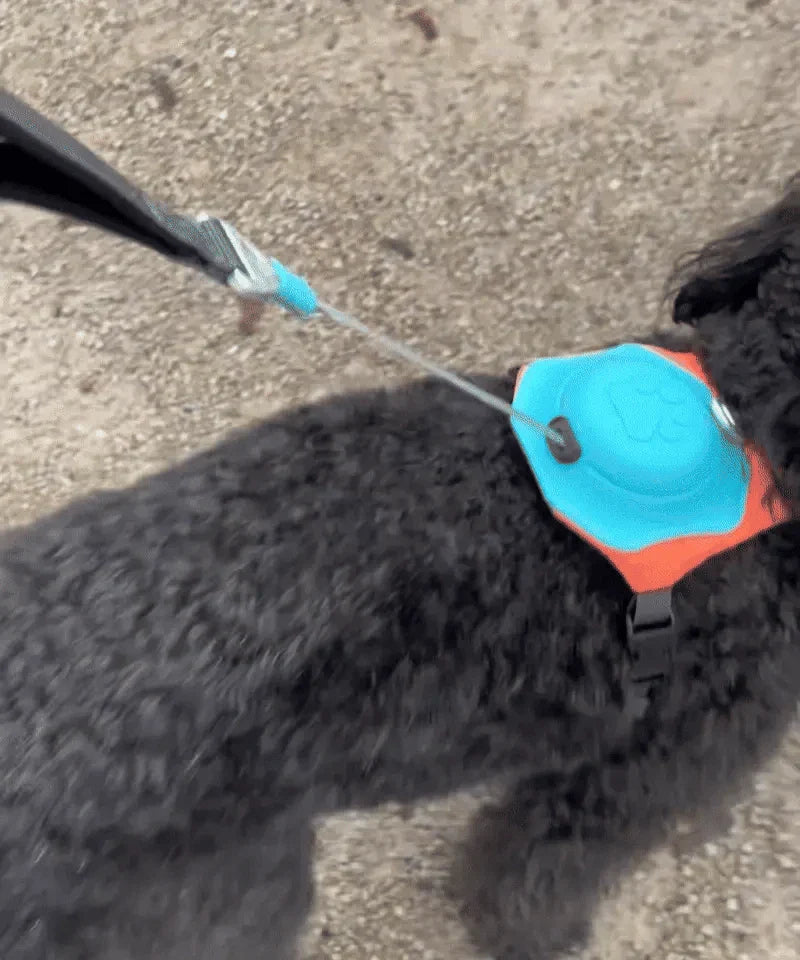 All in one Dog Harness and Leash Set