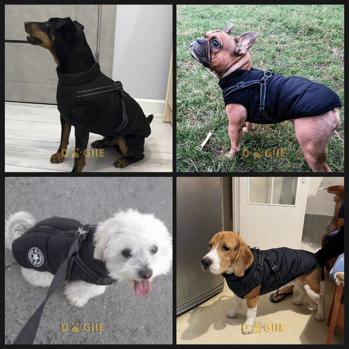 🔥70% OFF TODAY🔥 Waterproof Winter Jacket with Built-in Harness