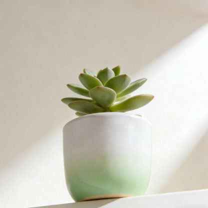 Dekoracyjna mini doniczka na stół