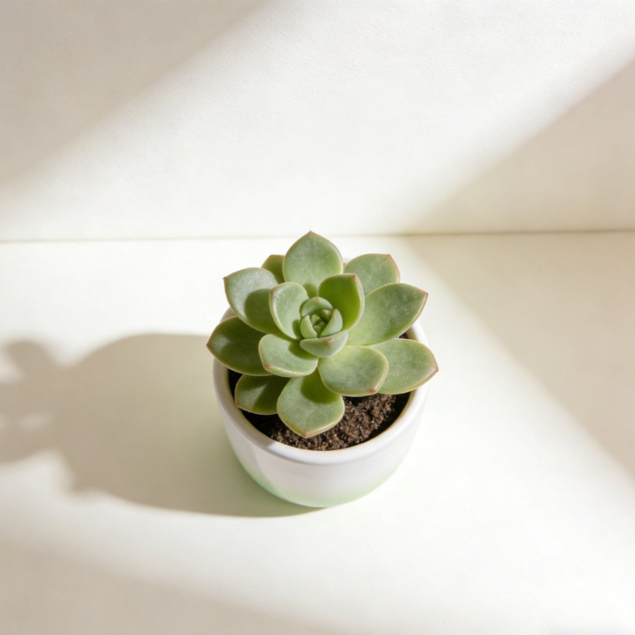 Mała ozdobna doniczka z rośliną na biurku