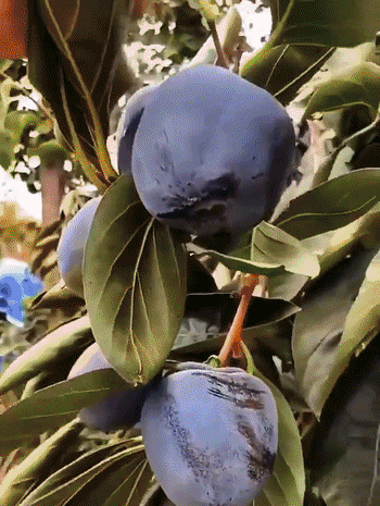 Schokoladen-schwarze Persimonensprossen