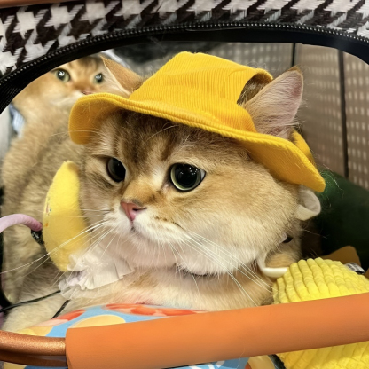 Sombrero de pescador vaquero para mascotas