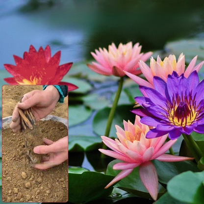 Water lily hydroponic potted plants