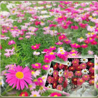 Daisy Garden Potted Plants